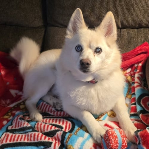 DRAX *DIABETIC* - Pomeranian / Siberian Husky for adoption in Garland