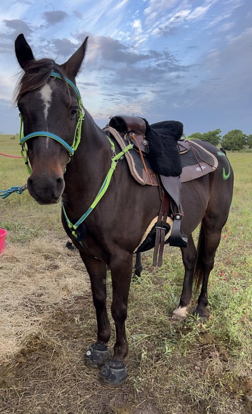 BLACKJACK - Arabian available for adoption