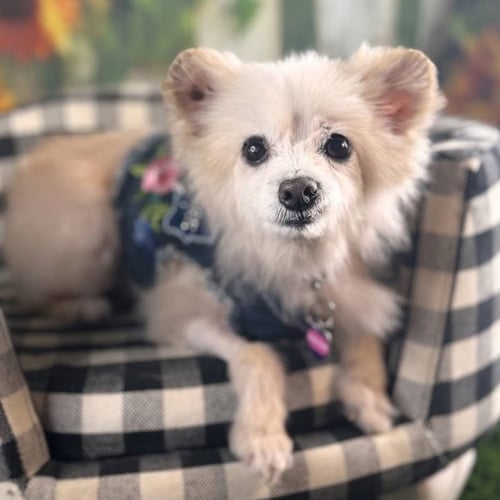 ANGELHAIR - Pomeranian available for adoption