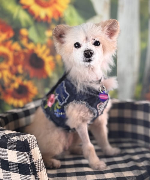 ANGELHAIR - Pomeranian available for adoption