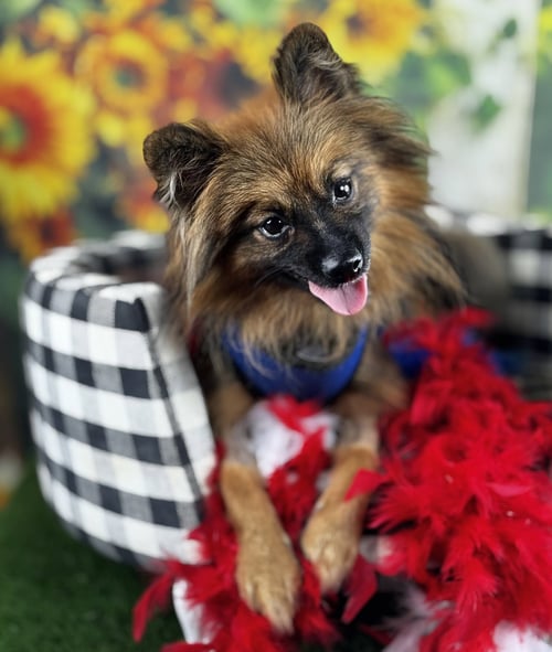 CRISPIN - Pomeranian available for adoption