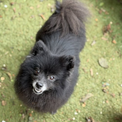 JUDGE JUDY - Pomeranian available for adoption
