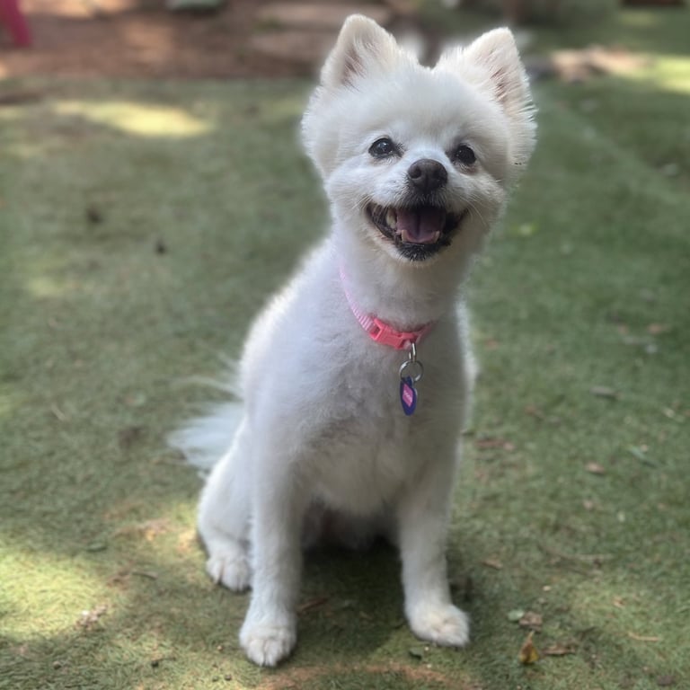 CoCo Image