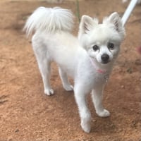 CoCo - Photo 2