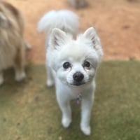 CoCo - Photo 4