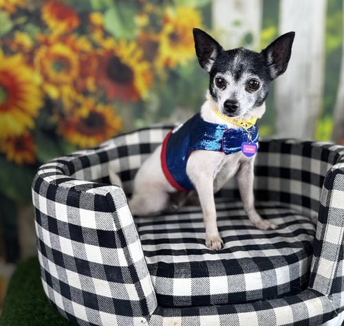 MONA - Chihuahua / Pomeranian available for adoption