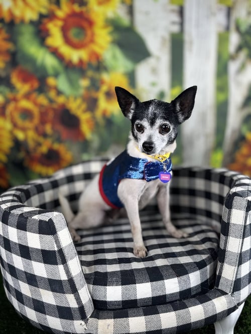 MONA - Chihuahua / Pomeranian available for adoption