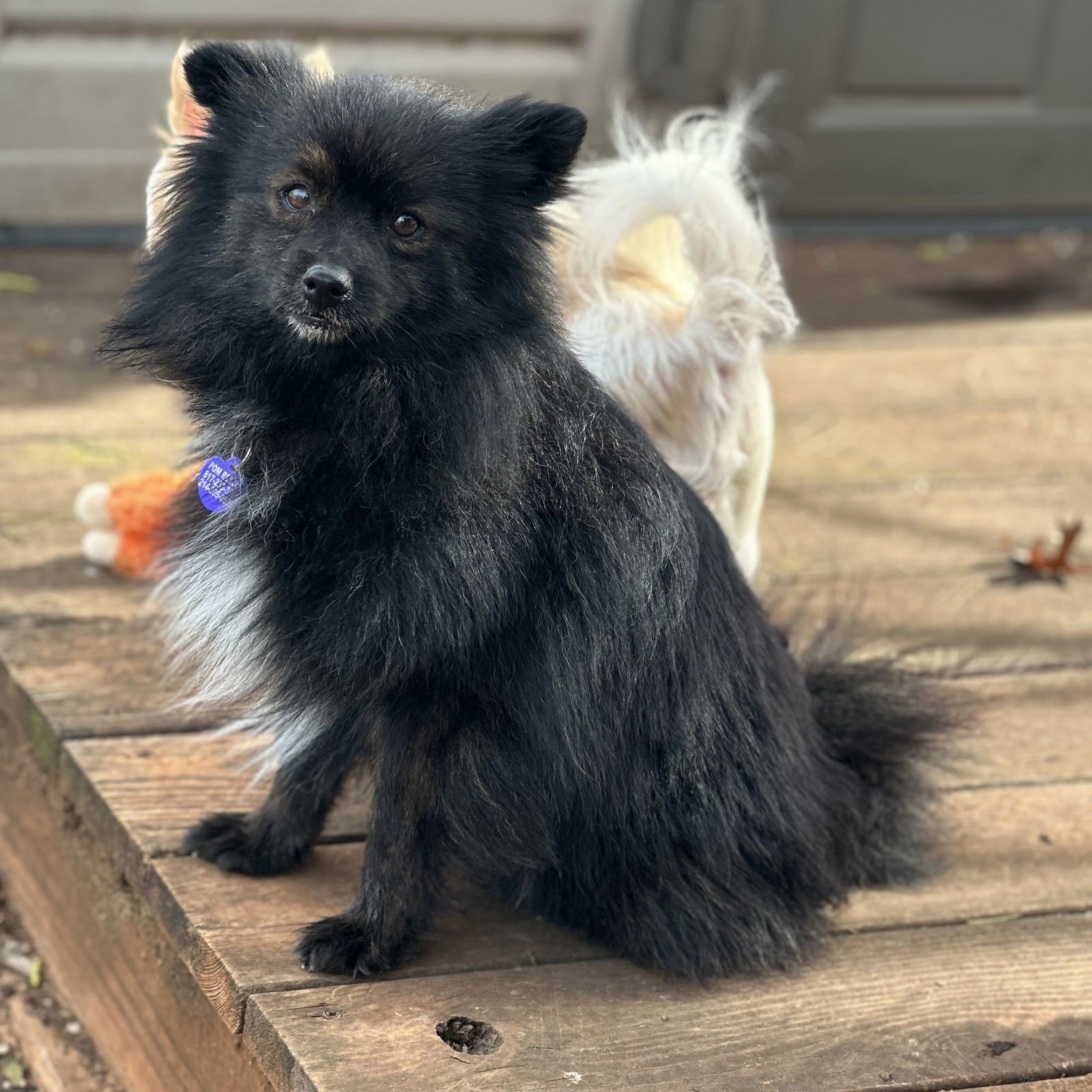 BOGARD - Pomeranian available for adoption