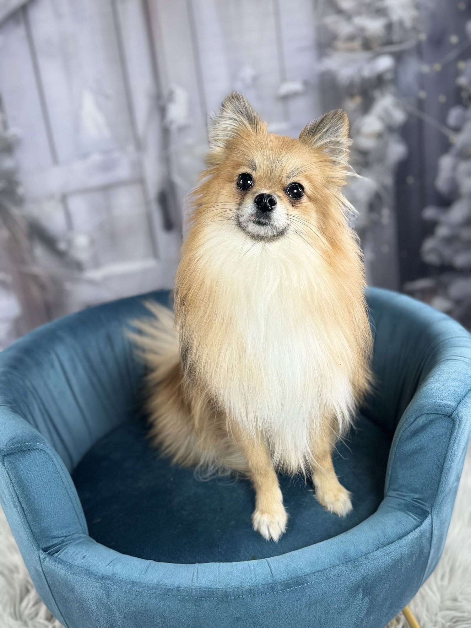 MYSTI - Pomeranian available for adoption