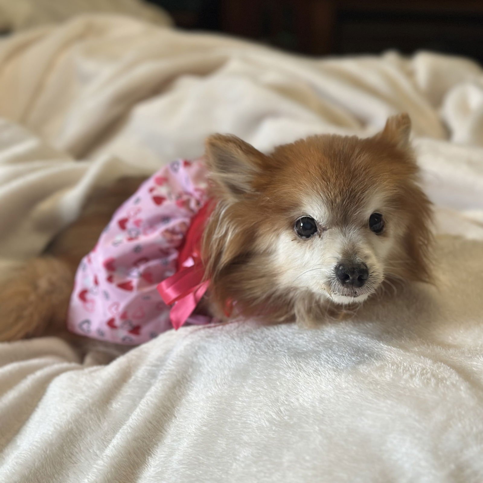FOXIE - Pomeranian available for adoption