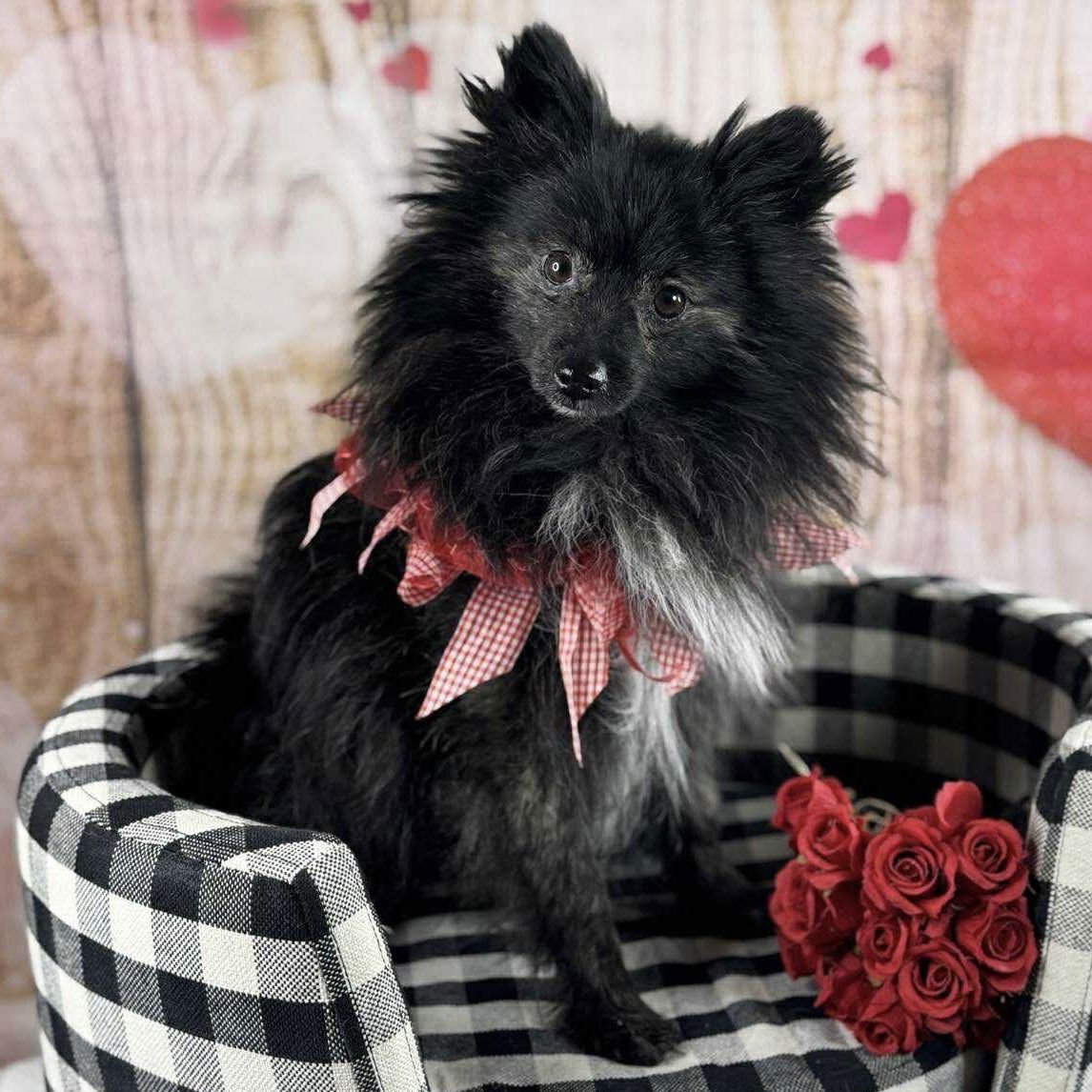 PEPPER - Pomeranian available for adoption