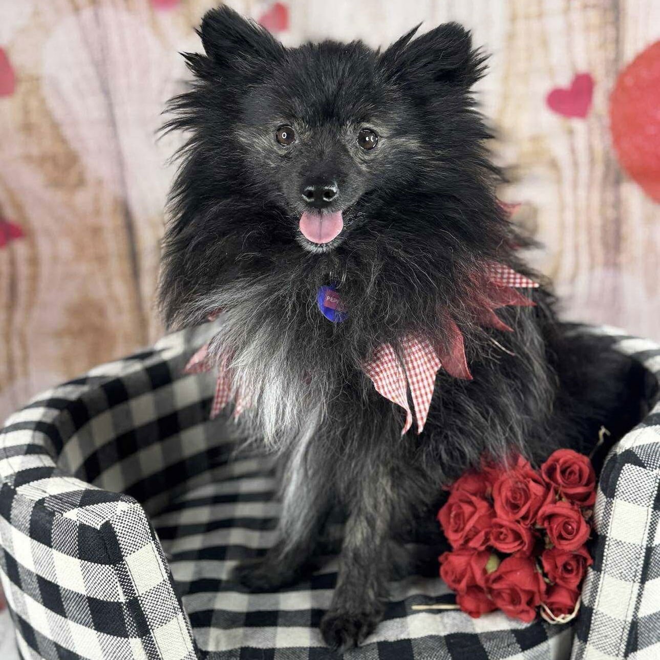 PEPPER - Pomeranian available for adoption