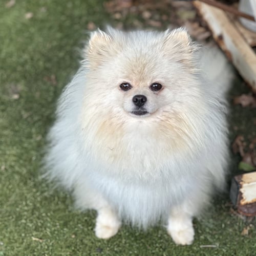 FELICITY - Pomeranian available for adoption