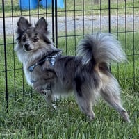 Jasper - Photo 1
