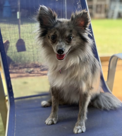 JASPER - Pomeranian available for adoption