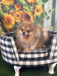 Penny - Photo 2