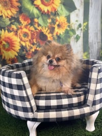 Penny - Photo 4