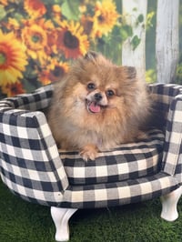 Penny - Photo 3