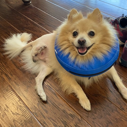 RUMI - Pomeranian available for adoption