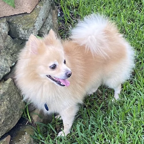RUMI - Pomeranian available for adoption