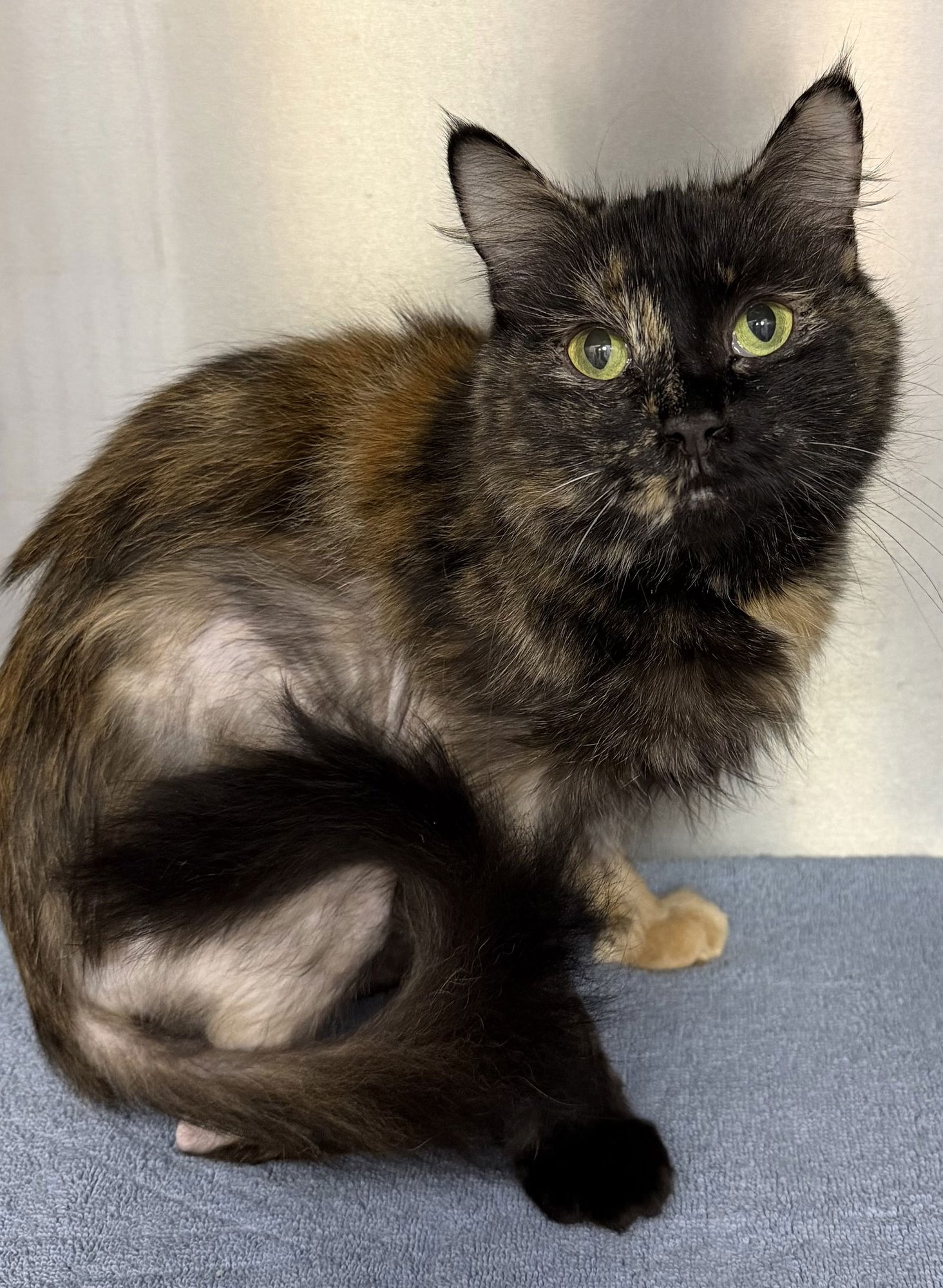 SOOKIE - Domestic Medium Hair available for adoption