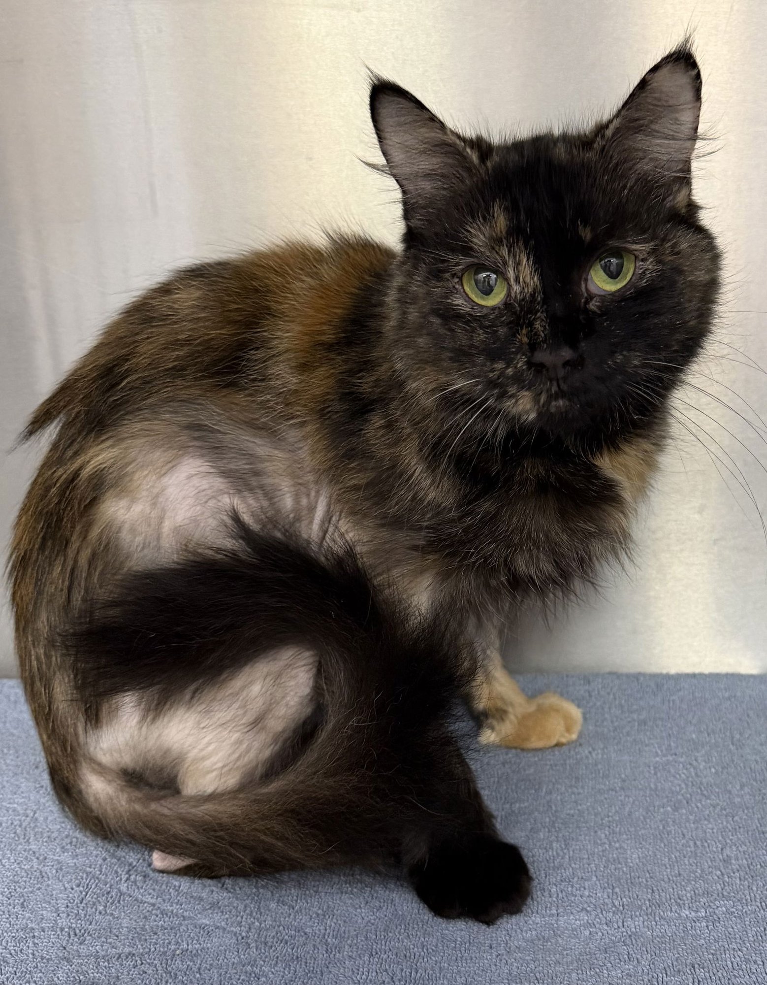 SOOKIE - Domestic Medium Hair available for adoption