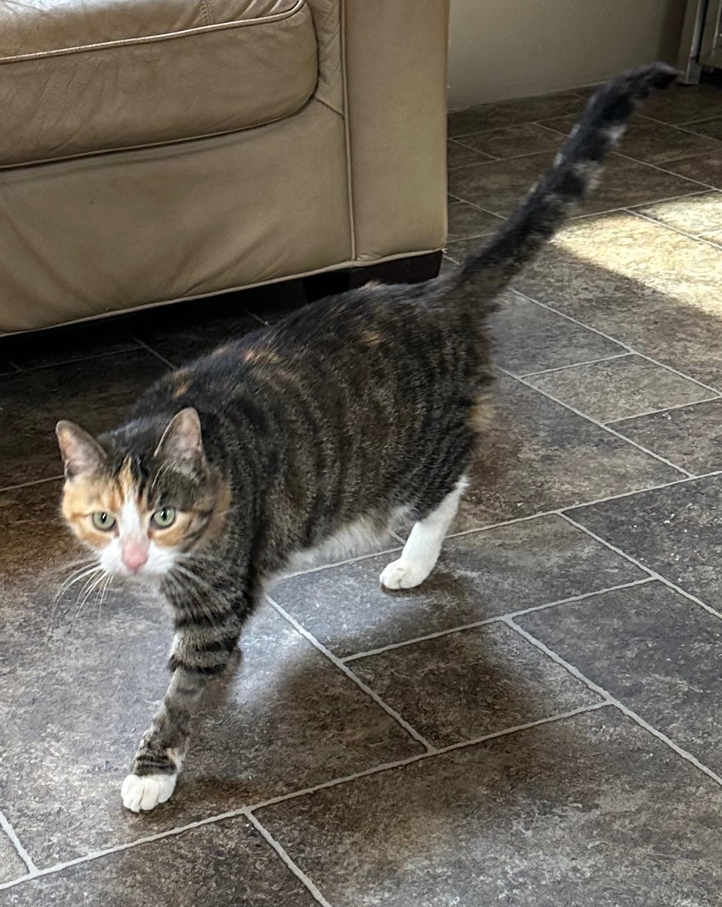 KATE - Domestic Short Hair available for adoption