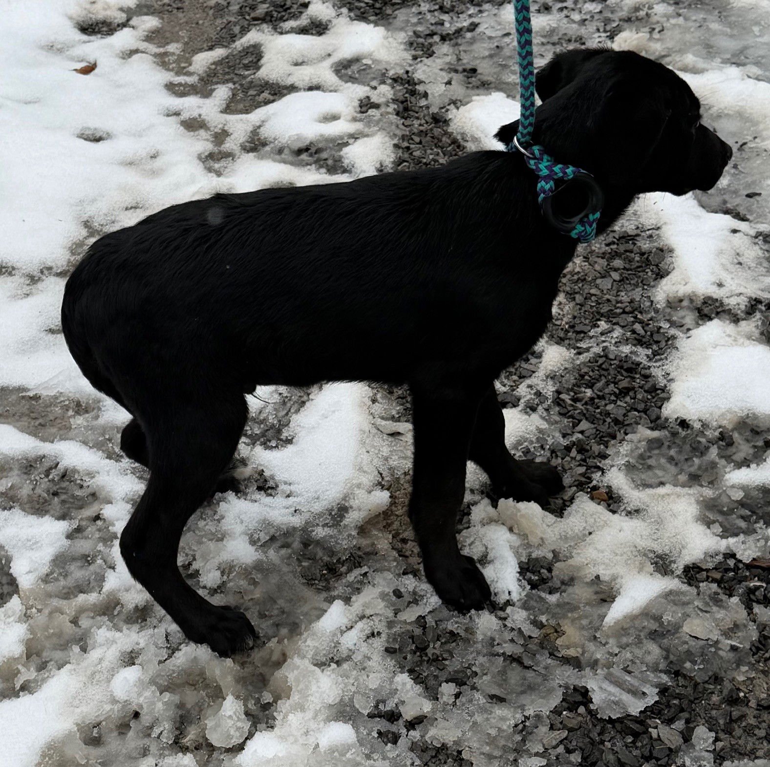 ALMOND - Labrador Retriever available for adoption