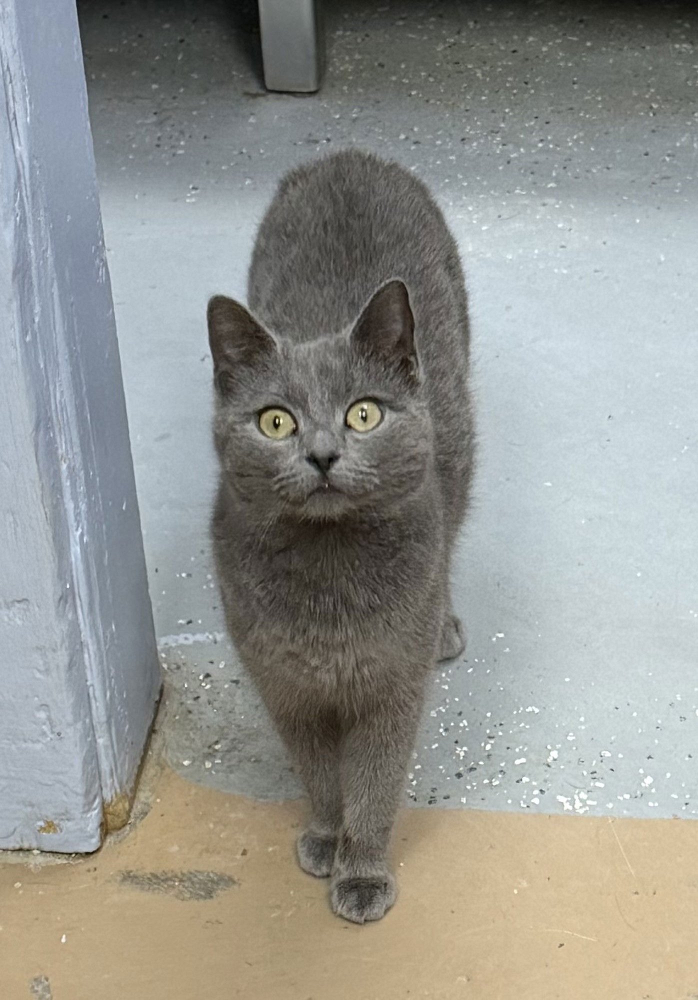 BOO - Domestic Short Hair available for adoption