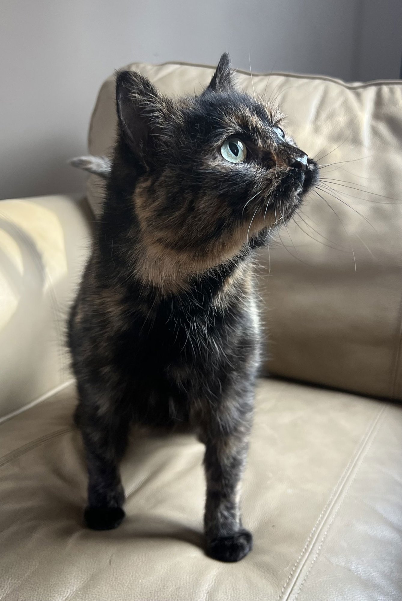 DUCKY - Domestic Short Hair available for adoption