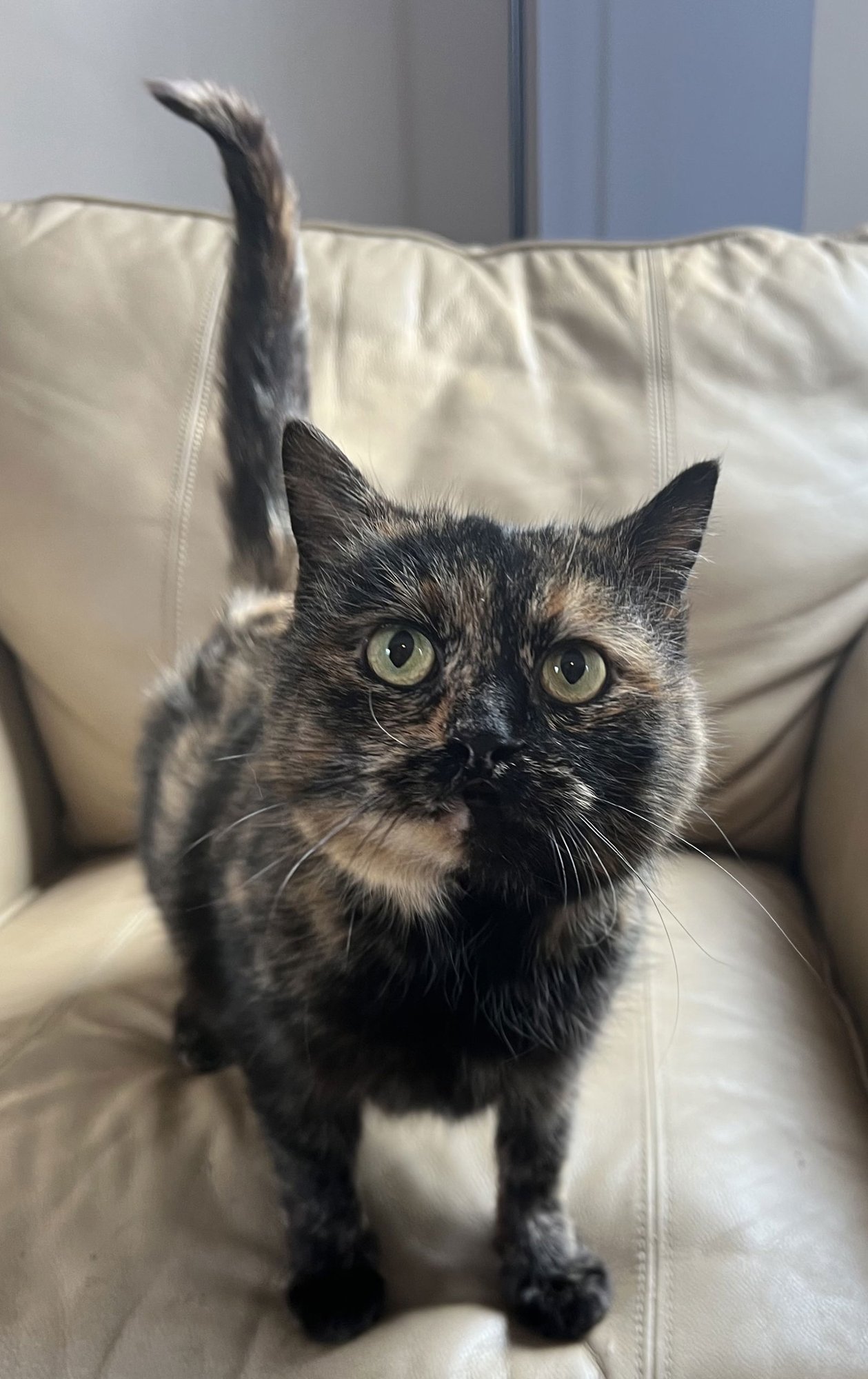 DUCKY - Domestic Short Hair available for adoption