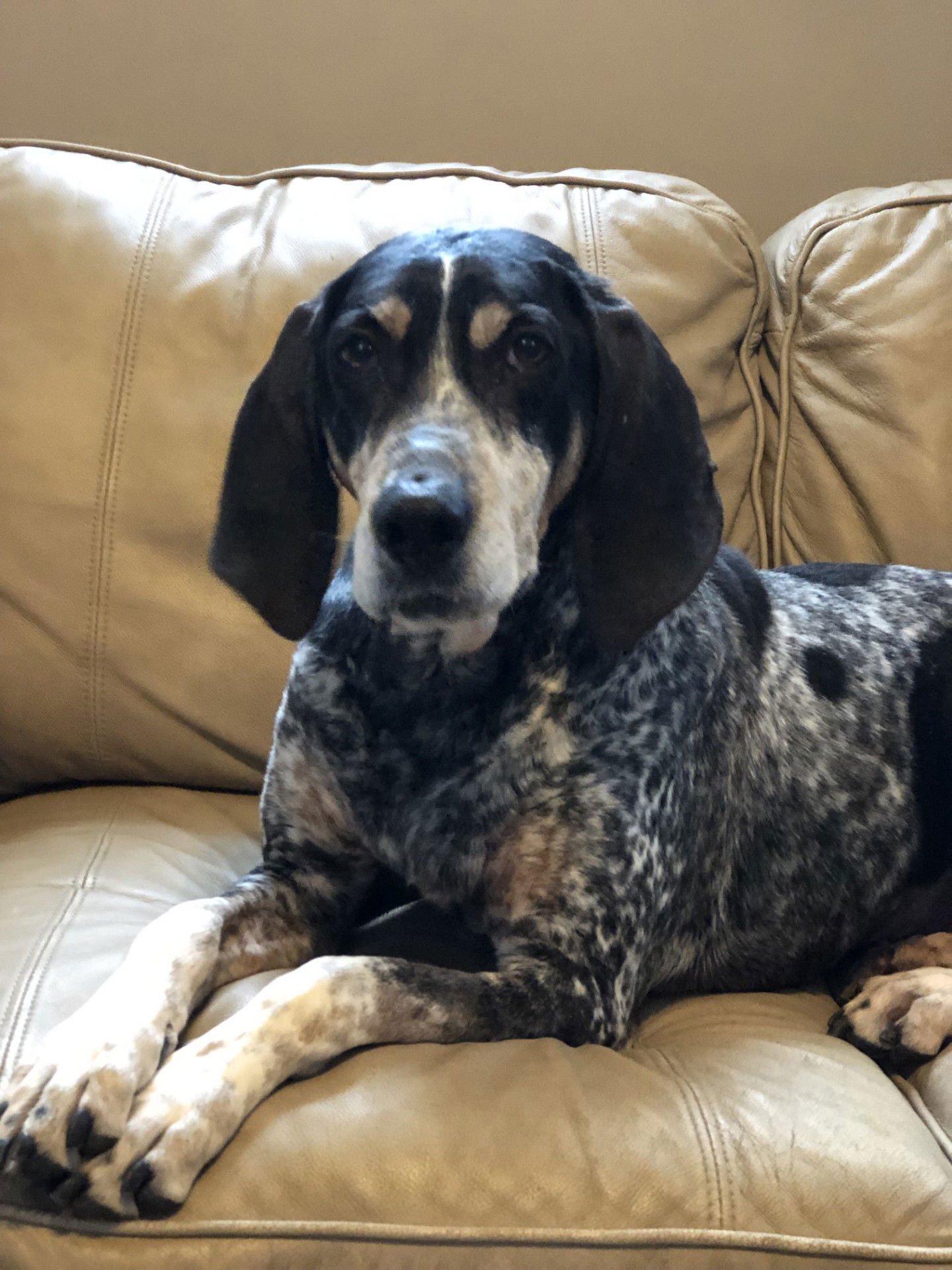 BIRDIE - Hound available for adoption