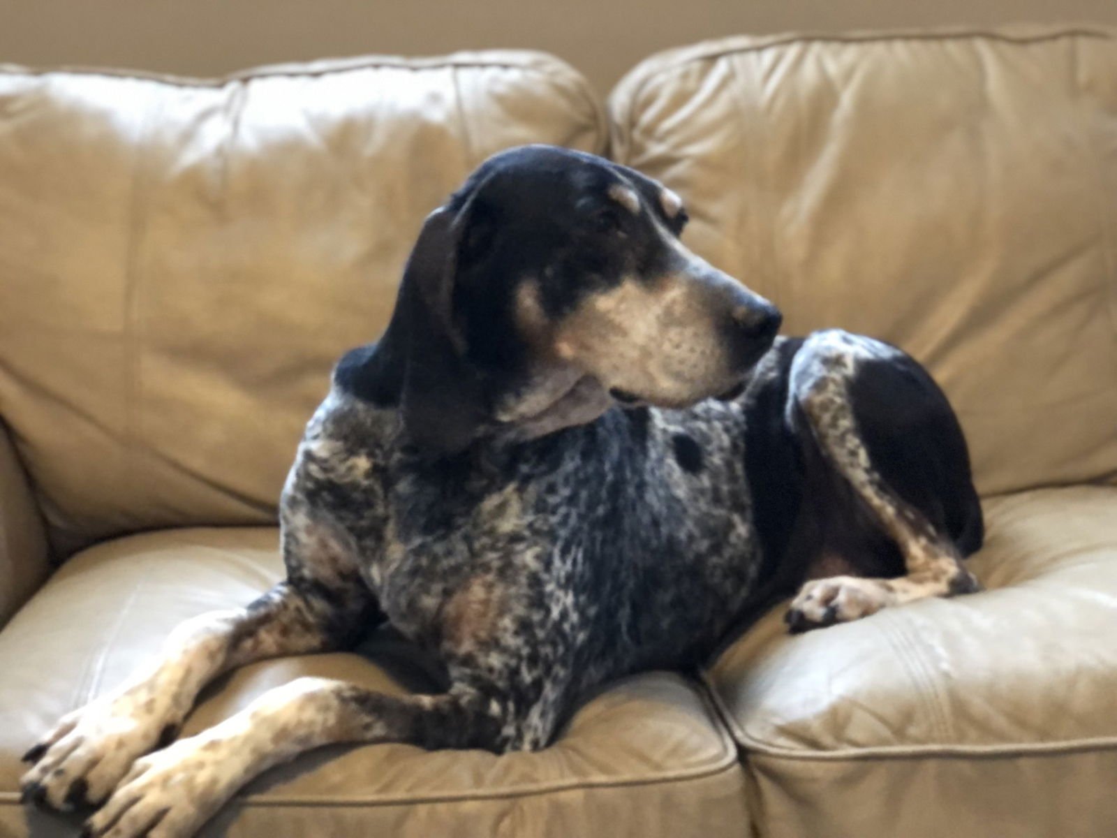 BIRDIE - Hound available for adoption