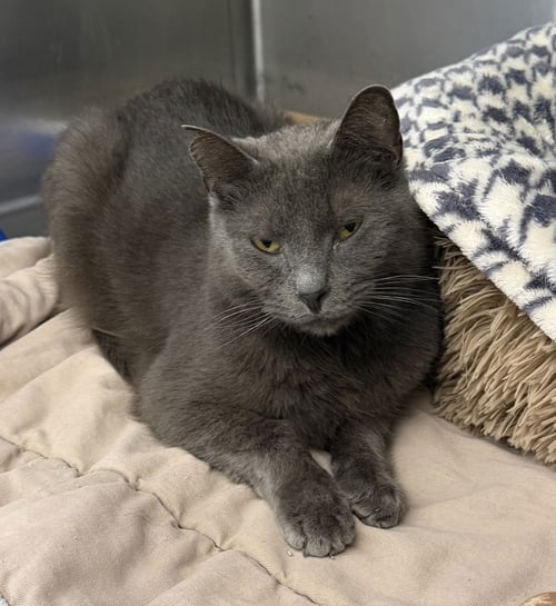 OSWALD - Domestic Short Hair available for adoption