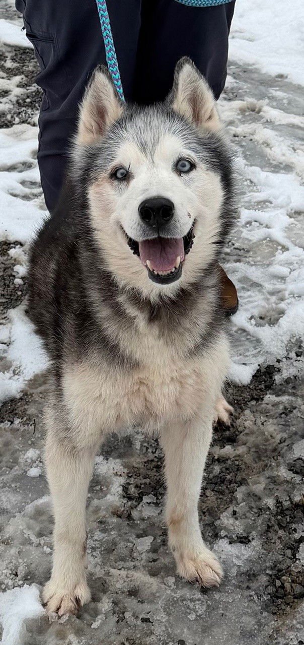 KIRA: BONDED WITH LUCY - Husky available for adoption