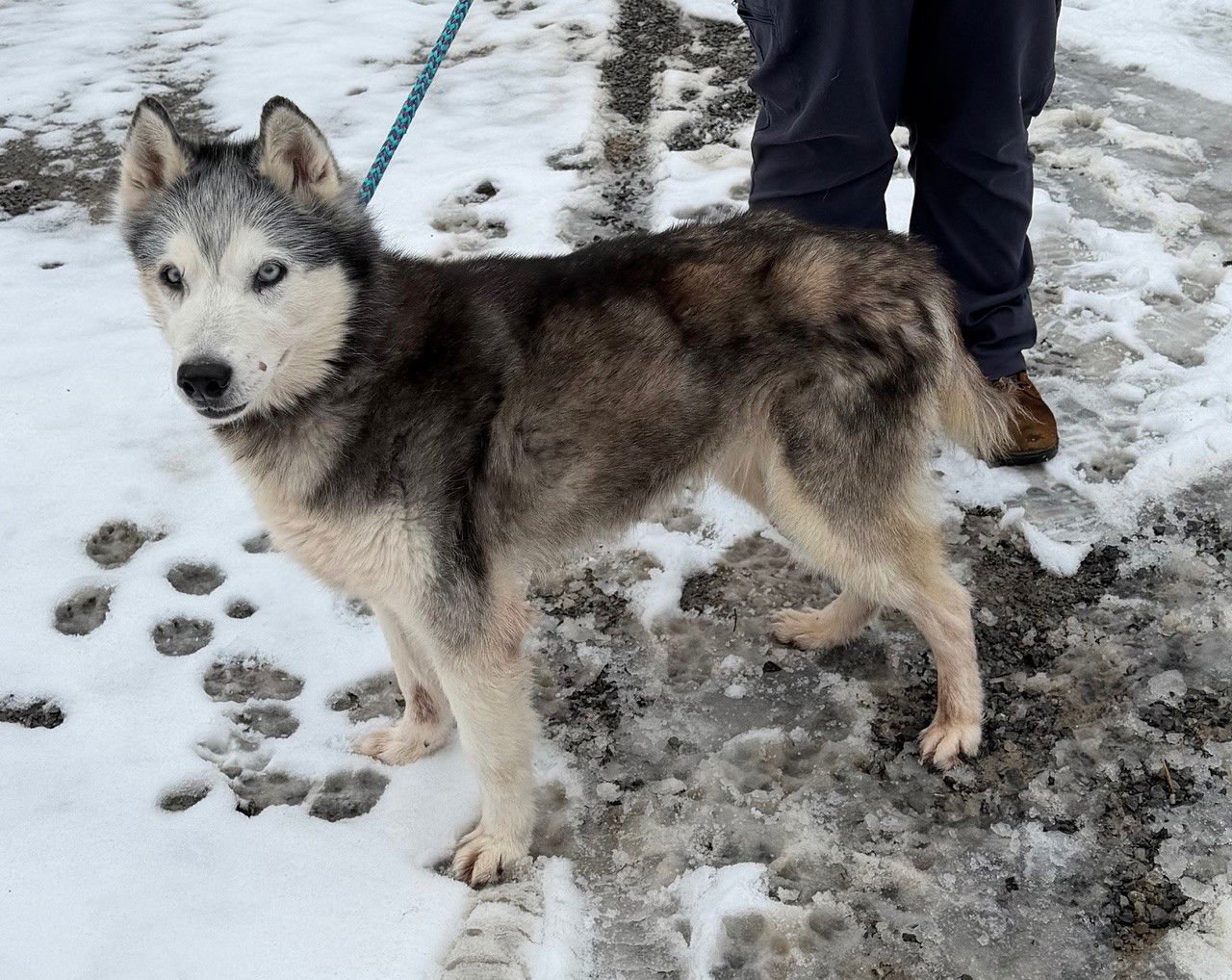 KIRA: BONDED WITH LUCY - Husky available for adoption