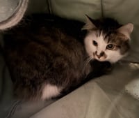 Mittens - Photo 1