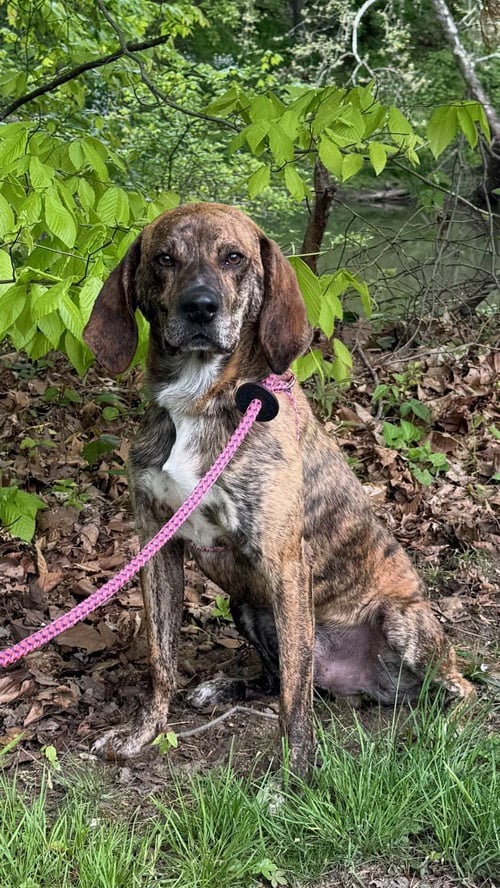 BUDDY BROWN - Hound available for adoption