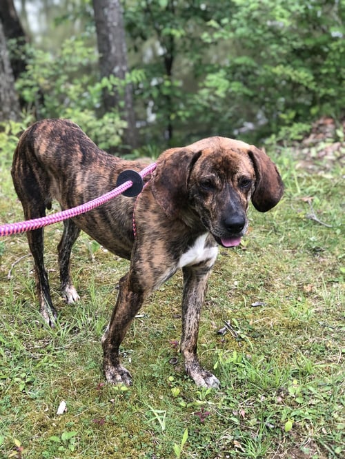 BUDDY BROWN - Hound available for adoption