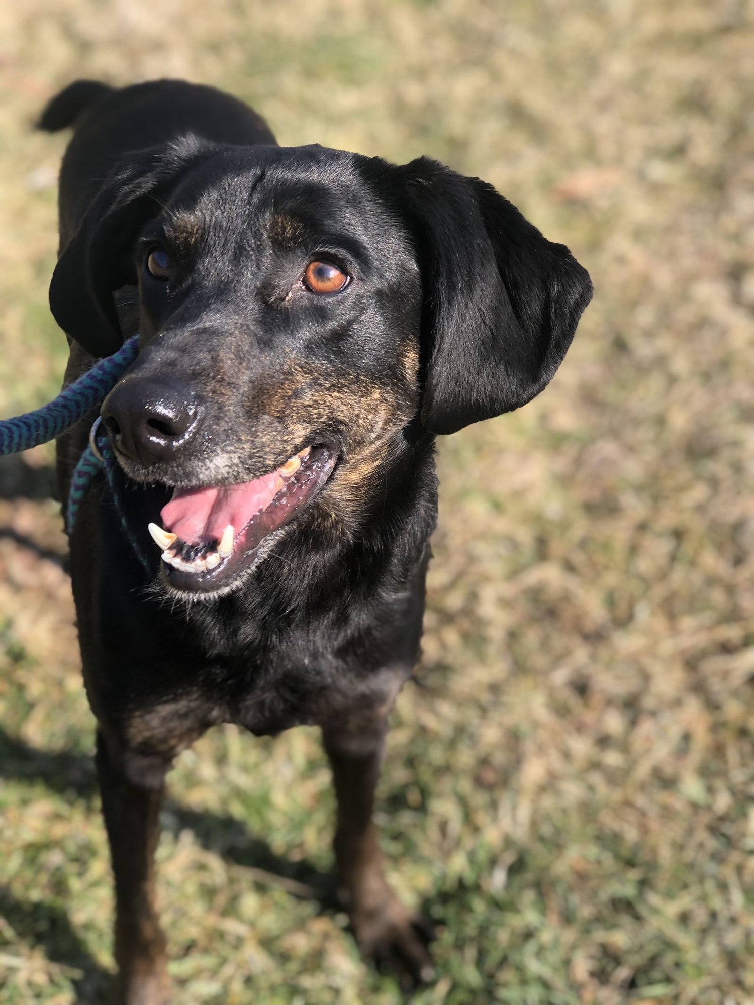 IGGY - Hound available for adoption