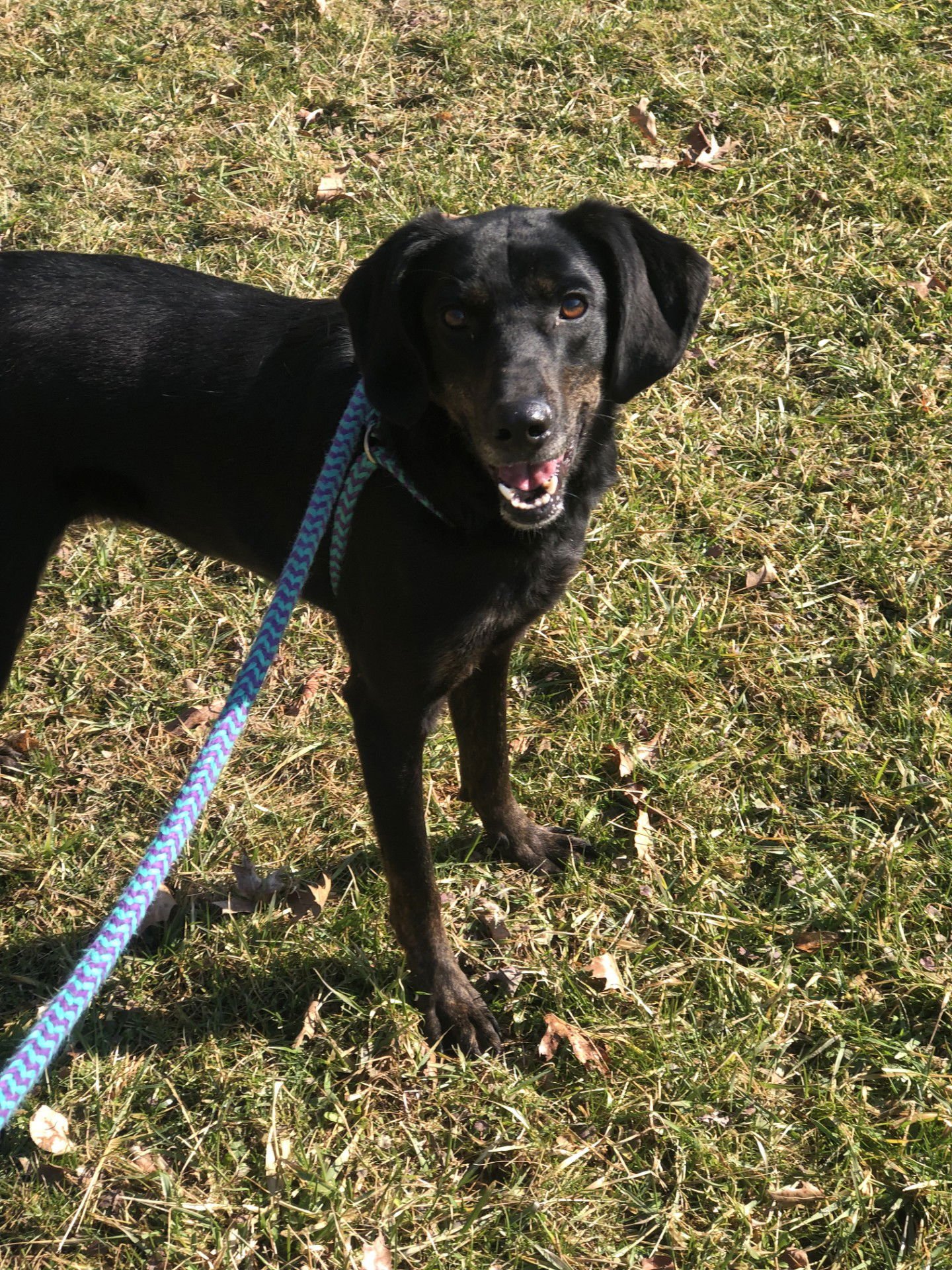 IGGY - Hound available for adoption