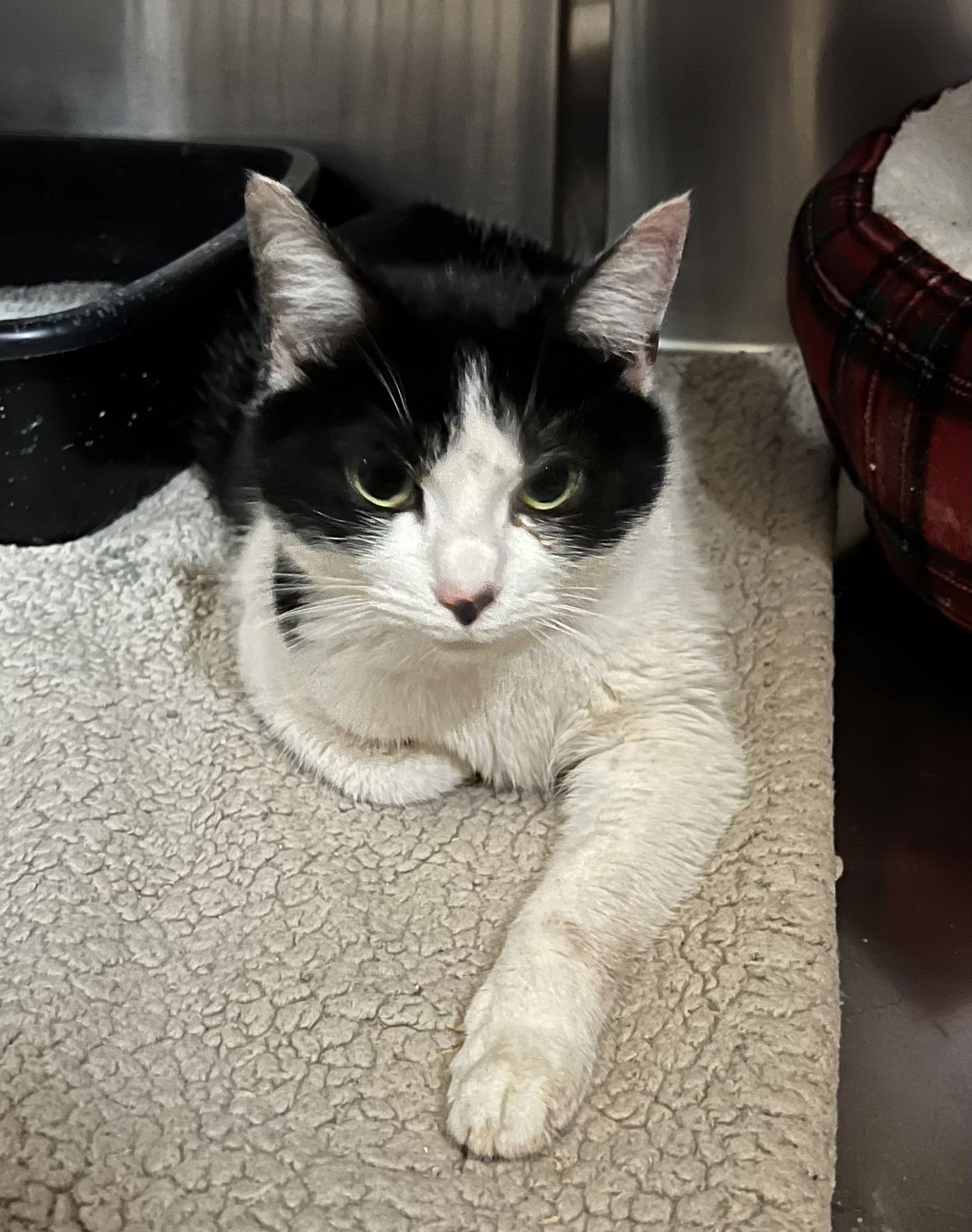 OLIVE - Domestic Short Hair available for adoption