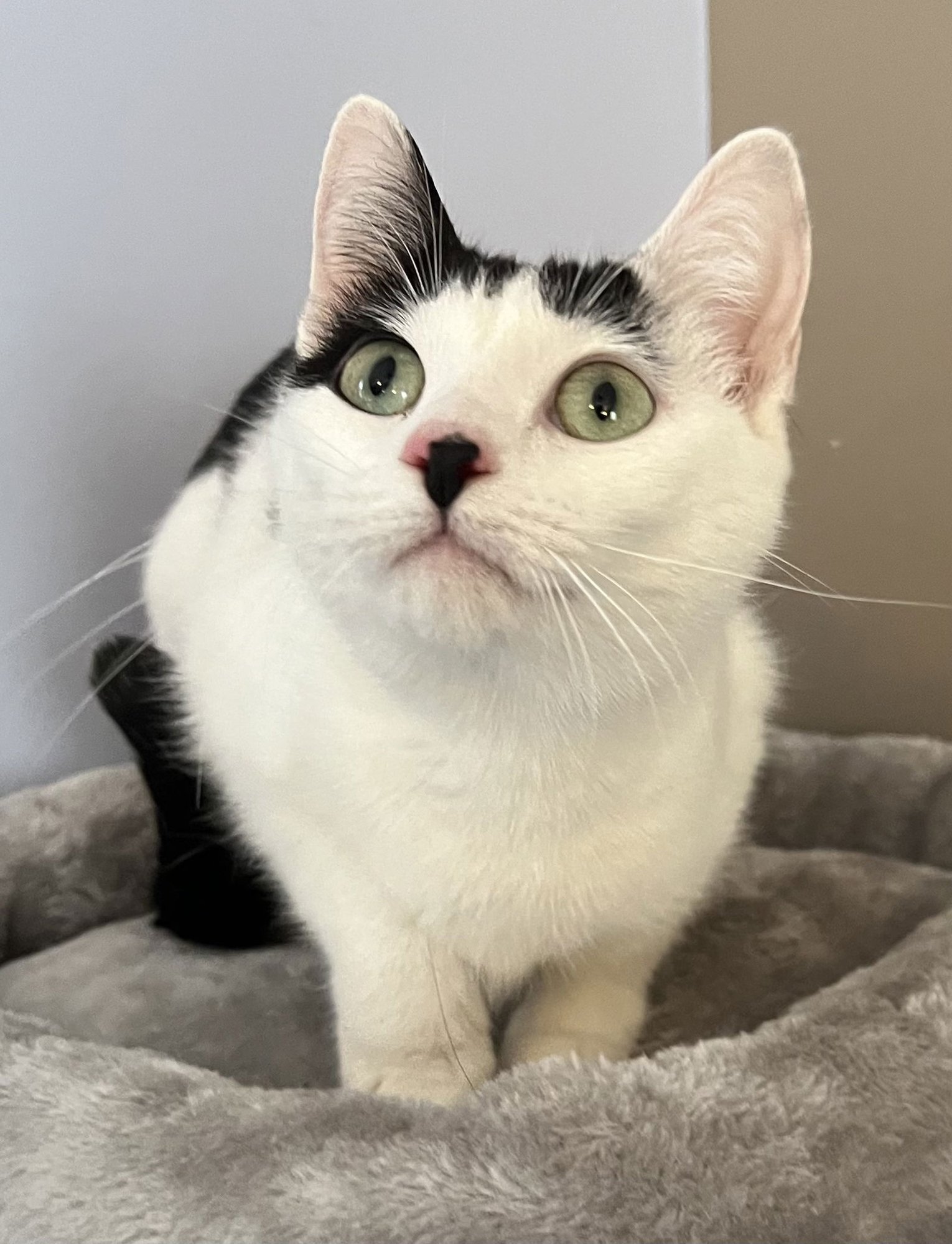 SKY - Domestic Short Hair available for adoption