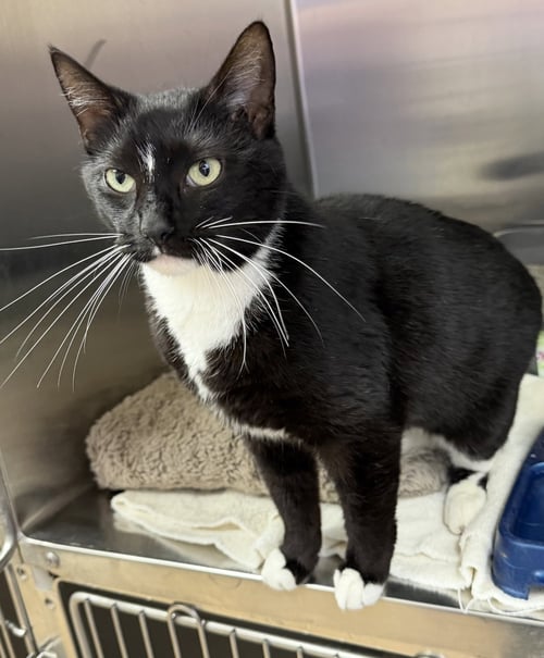 NOODLE STAR - Domestic Short Hair available for adoption