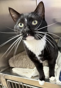 Noodle Star - Photo 3