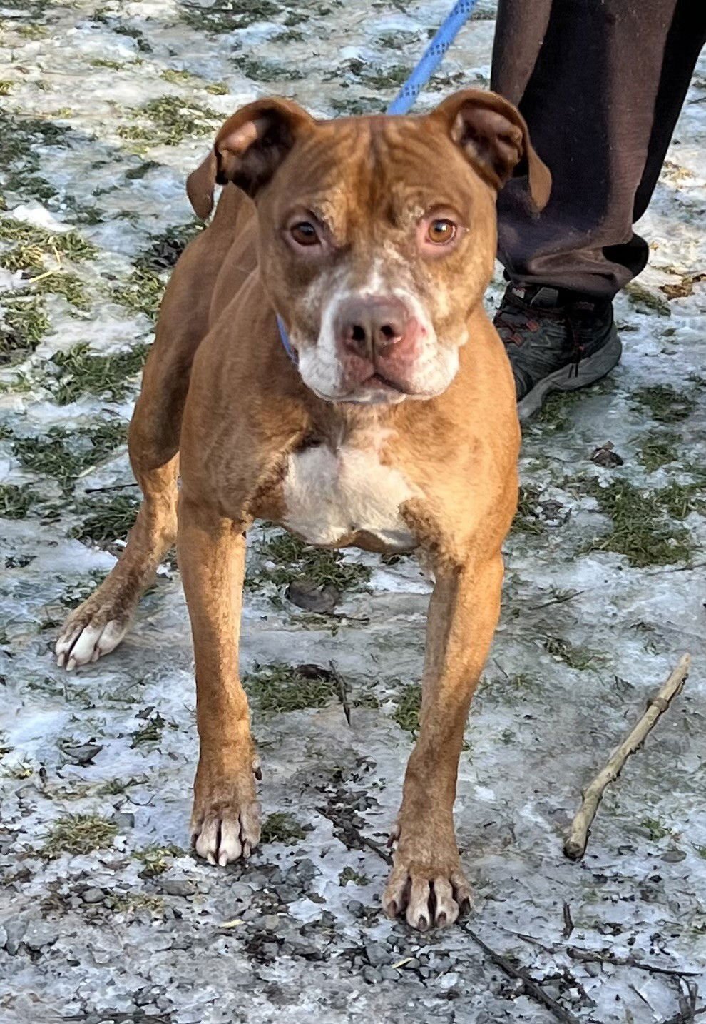 TRIGGER - American Pit Bull Terrier available for adoption