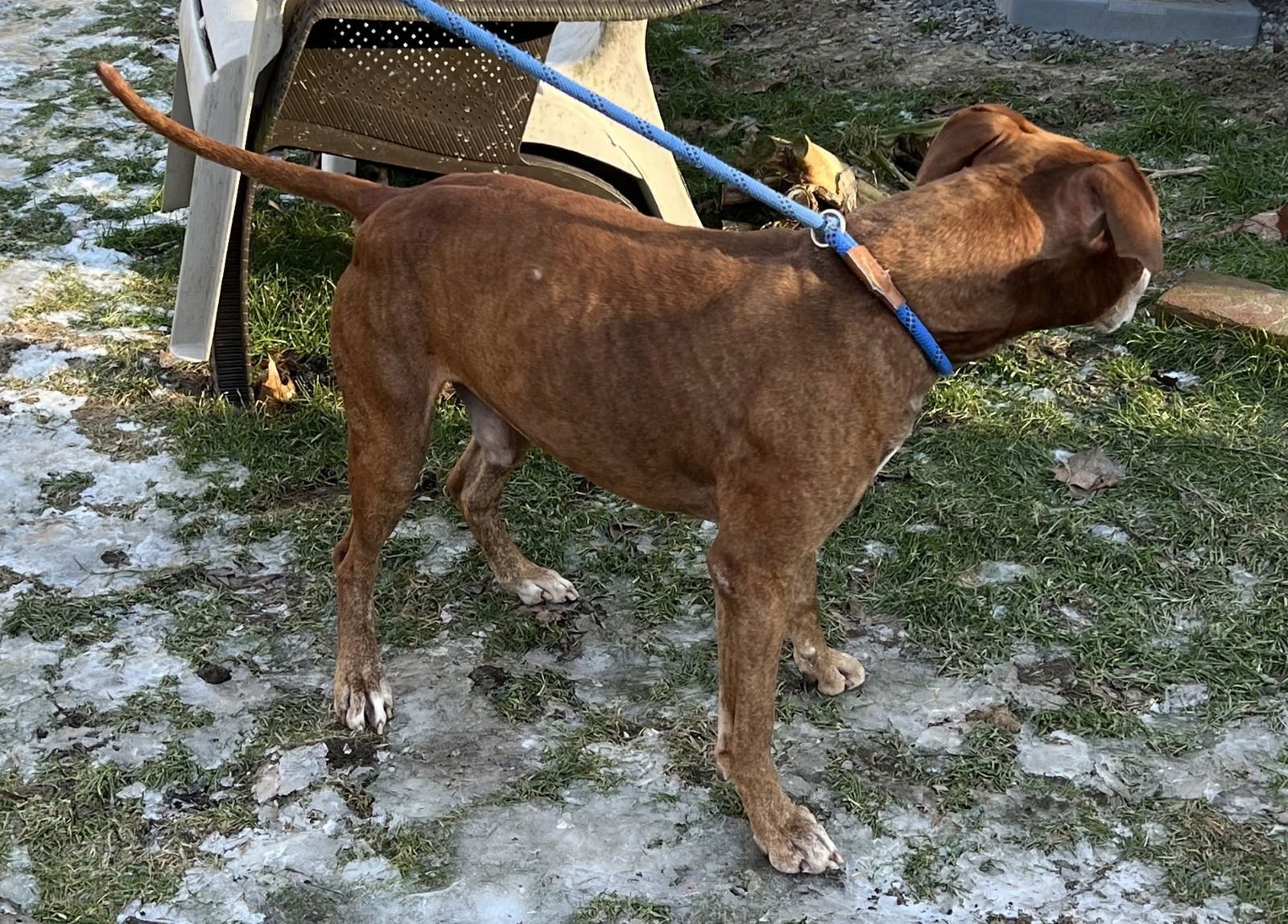 TRIGGER - American Pit Bull Terrier available for adoption