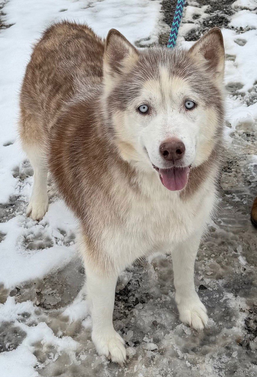 LUCY: BONDED WITH KIRA - Husky available for adoption