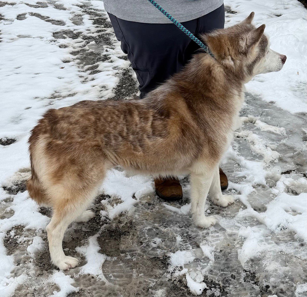 LUCY: BONDED WITH KIRA - Husky available for adoption