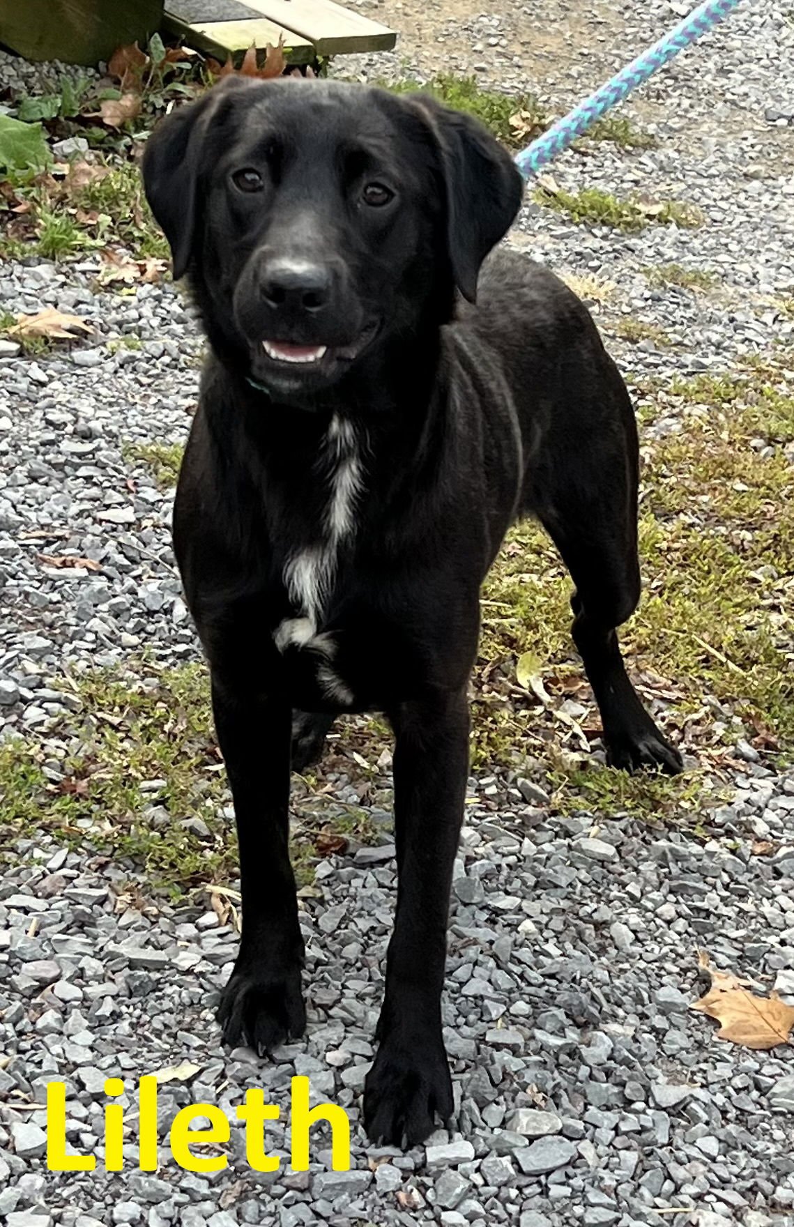 LILETH - Labrador Retriever available for adoption